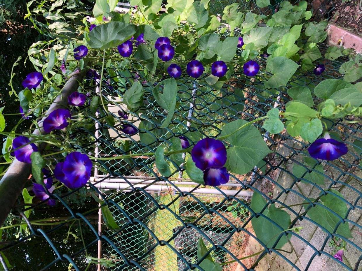 刚买回来的牵牛花怎么养护,阳台牵牛花养护