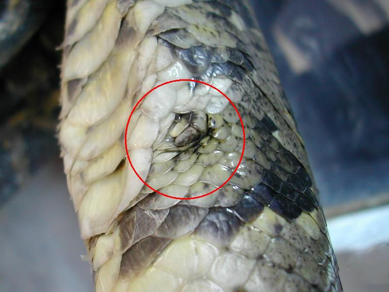 蟒蛇活吞一条蛇,福建泉州蟒蛇吞80多斤羊