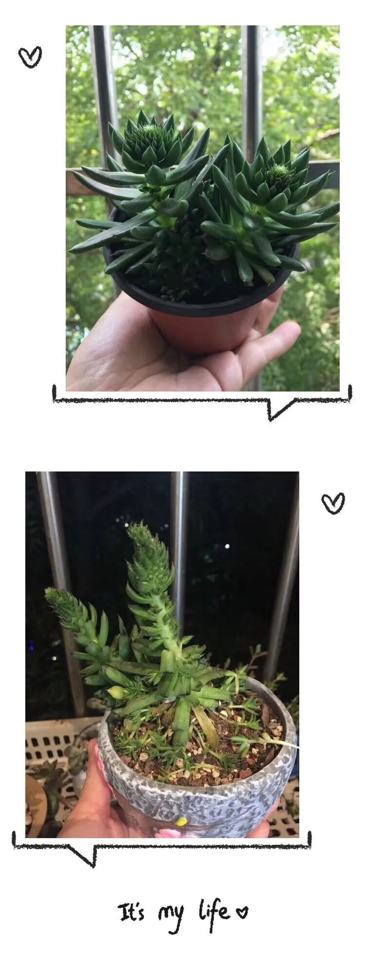 一见倾心二见,一见倾心二见倾城三见定终身