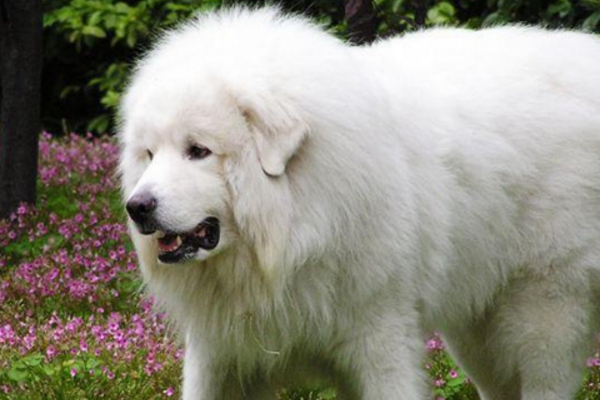 大白熊禁养原因,大白熊犬被禁养