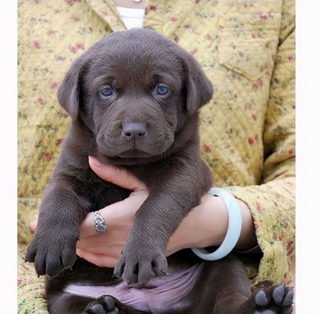 选家狗的正确方法和技巧,懂行的人怎么选狗