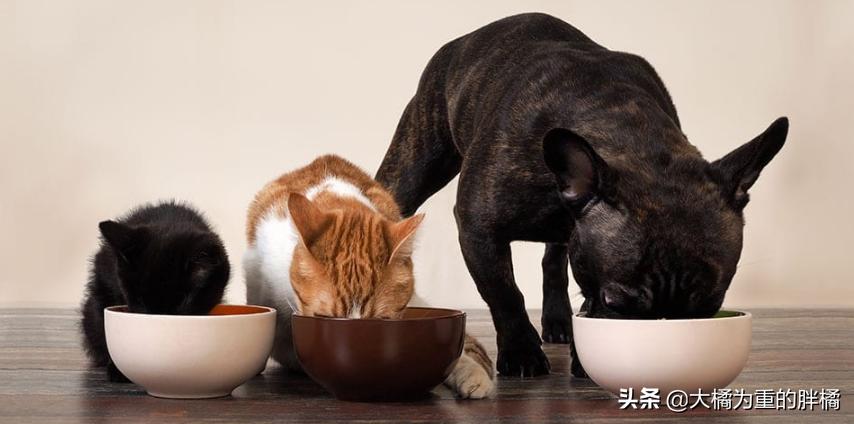 猫不吃新猫粮？原来受这些原因影响，别忙着丢，用这3个办法试试