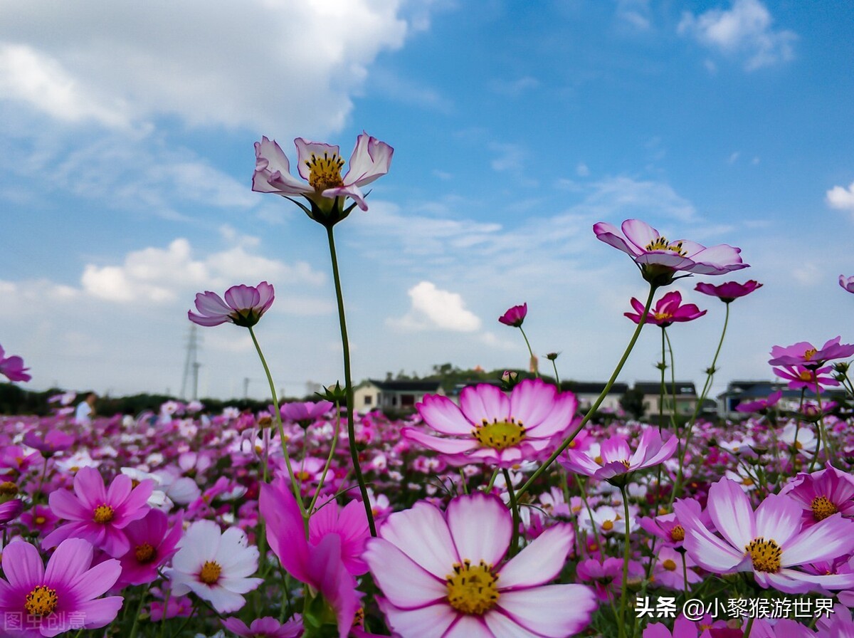 十一国庆苏州景区免费开放,苏州市最值得去看的几个旅游景点