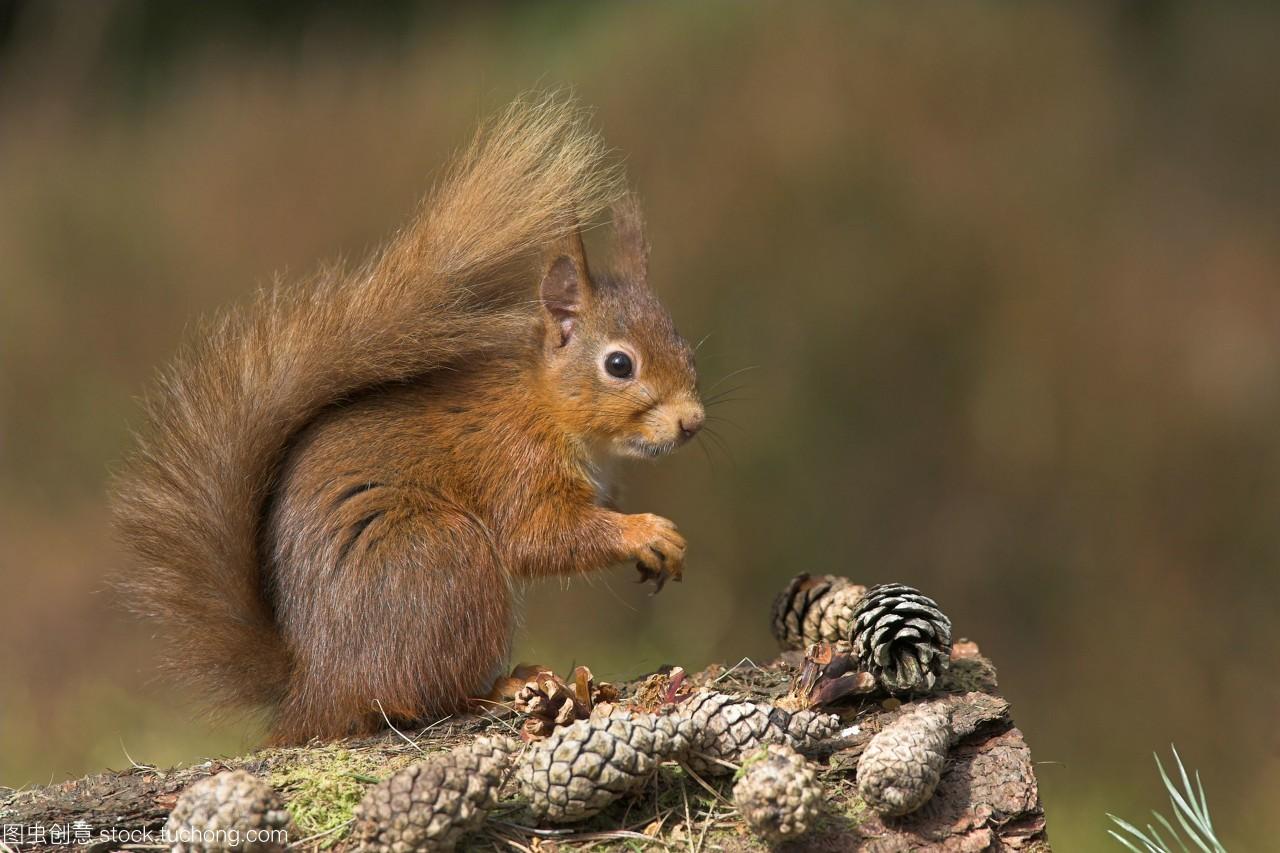 关于松鼠的描述,关于松鼠的内容简介