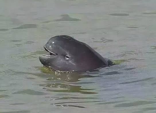 白鲟已经灭绝，中华鲟和长江鲟还好吗？