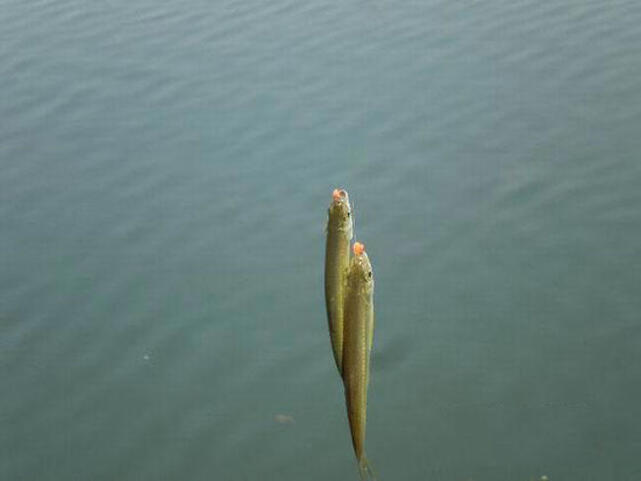 钓白条怎么防止鱼吞钩,白条闹窝对付办法