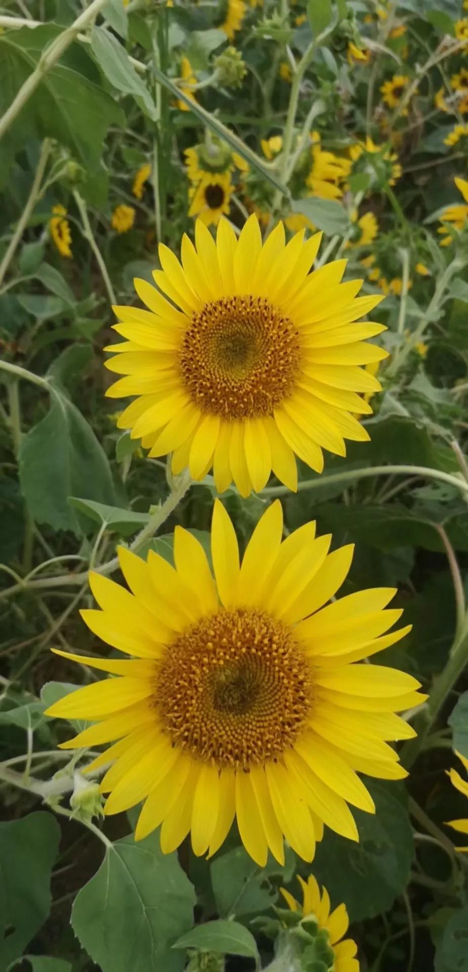 厦门香山有什么风景,厦门翔安必去8个景点香山