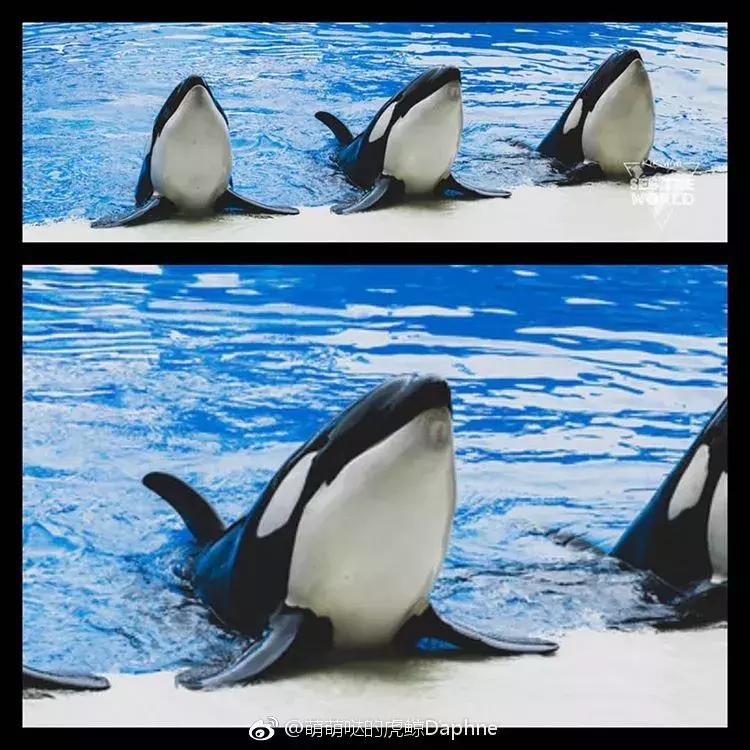 难得一见海洋动物表演,看不完的海洋动物和表演
