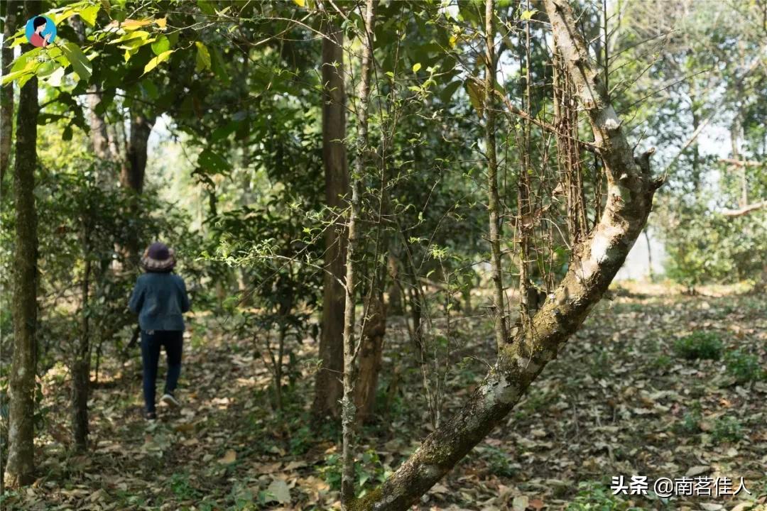六年陈贡眉老白茶,特级陈香老白茶