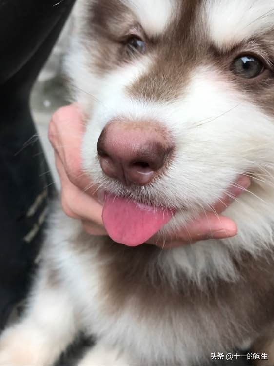 犬瘟热幼犬的10个征兆,幼犬得了犬瘟热会传染人吗