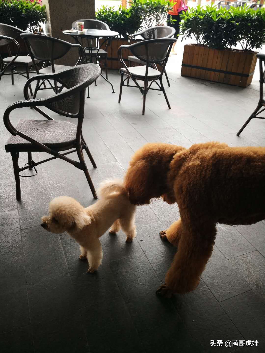 阿拉斯加和巨型泰迪哪个更大,标准巨型泰迪