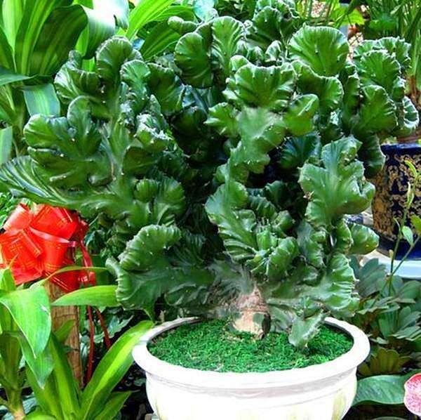 10种易养活的室内植物花,100种家庭花卉种植盆栽大全