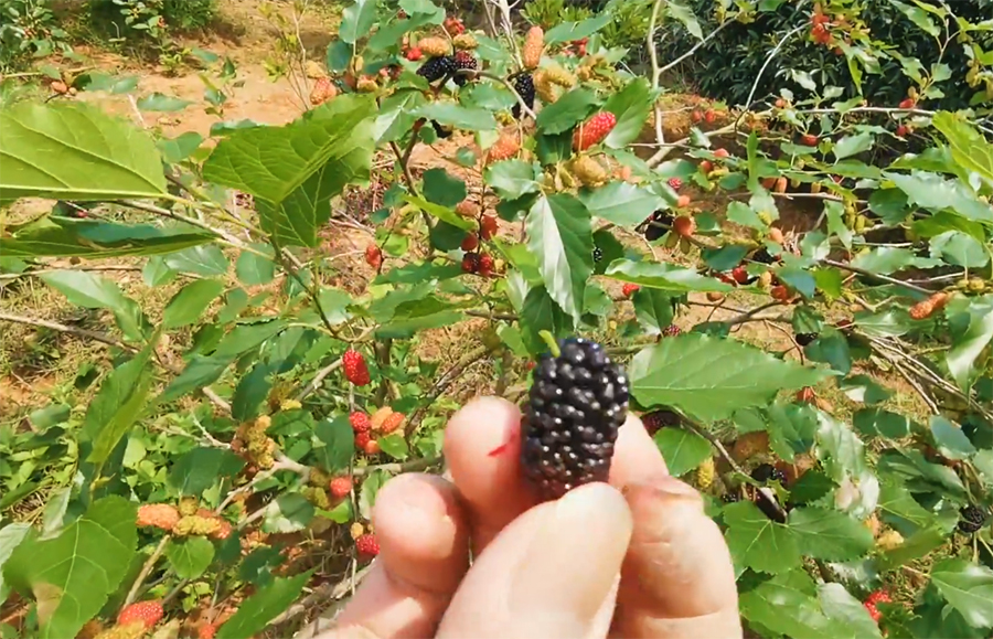重庆渝北摘桑葚的最佳地方,4月什么地方的桑葚最好