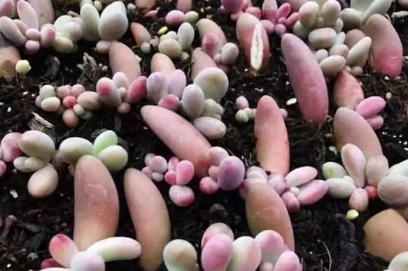 夏天温度高多肉怎么办,高温天气多肉处理方法视频