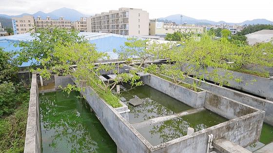 真正有龟的龟苓膏,龟苓膏新发现