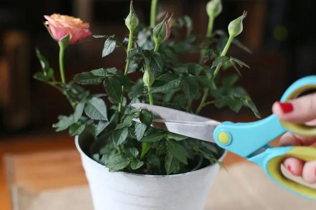 室内养花为什么枯萎,盆栽植物有白粉病怎么办