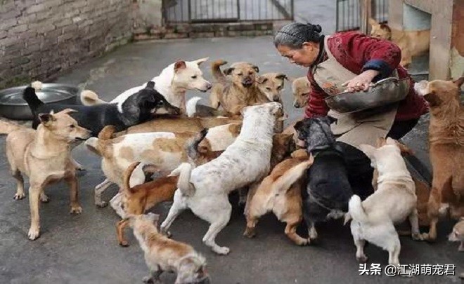 狗狗被遗弃的原因是什么,狗狗被遗弃了还能自己回来吗