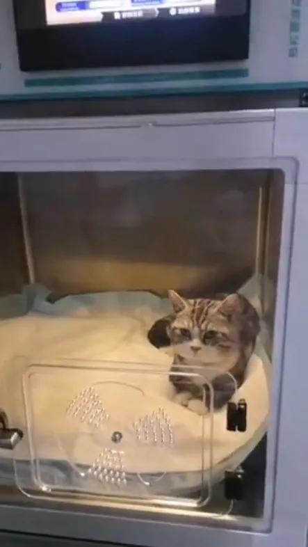 矮脚猫应激后腿无力怎么办,矮脚猫后腿多久能站起来