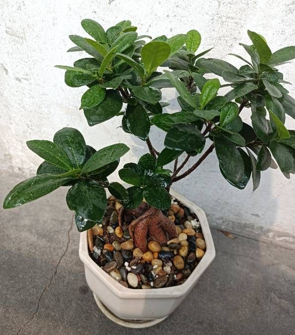 榕树怎么养才能养的叶片绿油油的,榕树盆栽怎么养才能更旺盛