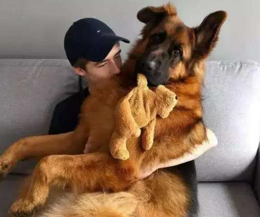 德国牧羊犬犬种介绍,德国牧羊犬是不是危险犬种