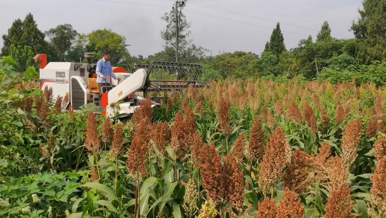 红了！红了！这些天的南充市嘉陵区龙蟠镇真的是“红遍天”了
