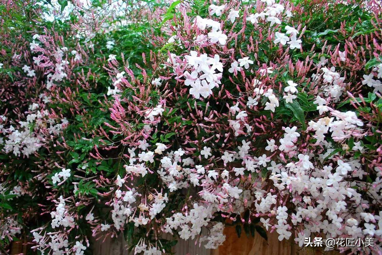 爬藤植物100种,5种爬藤花适合在院子里种植