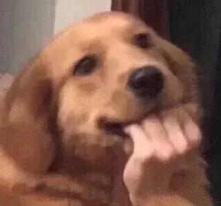 福懋动物医院：猫咪皮肤病不难治，看了这篇你就懂了