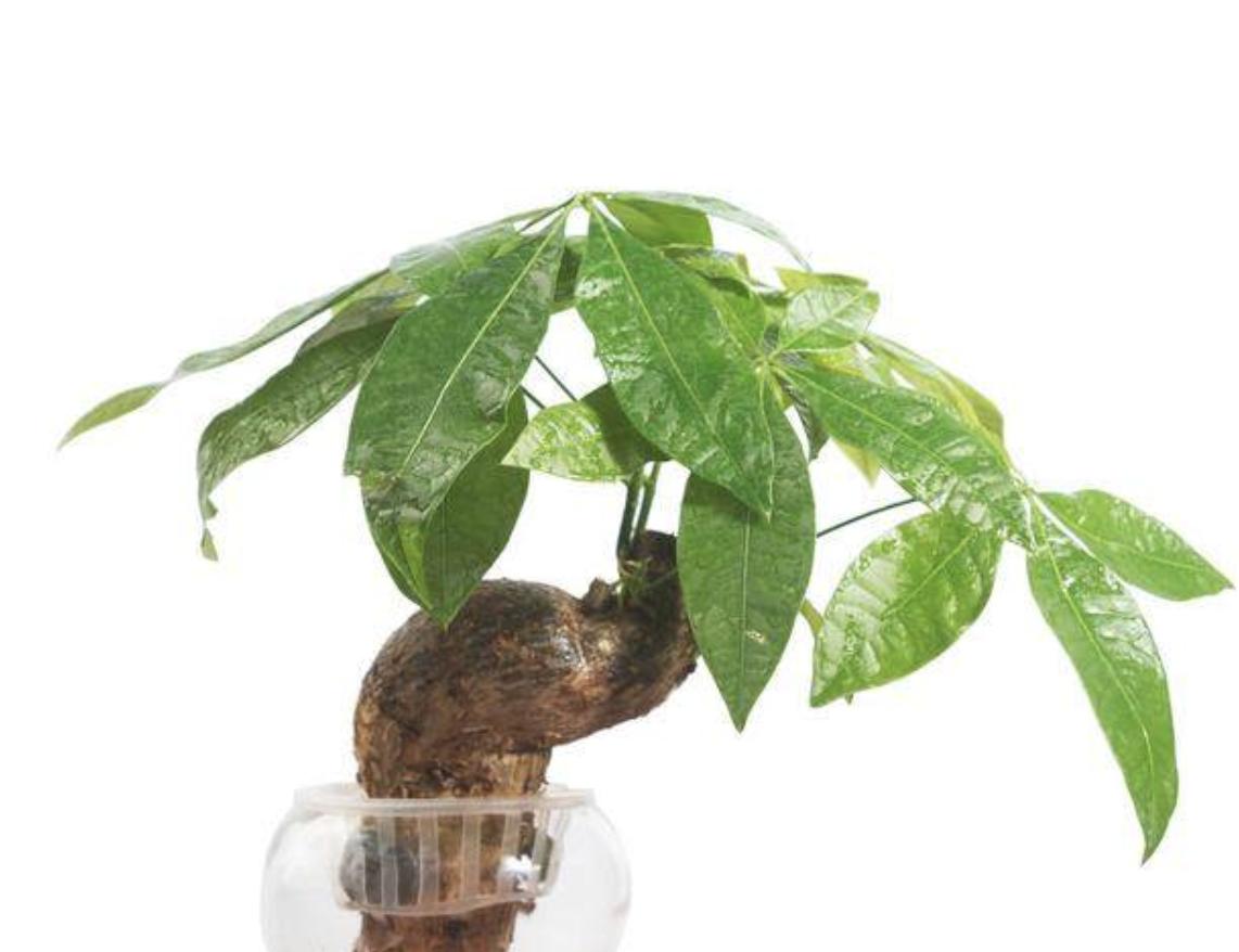 发财树叶子有白斑点是什么病,发财树叶子上长黑斑怎么回事