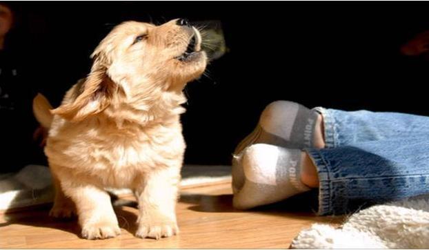 养狗的好处和坏处辩论,养狗的好处和养狗的坏处视频