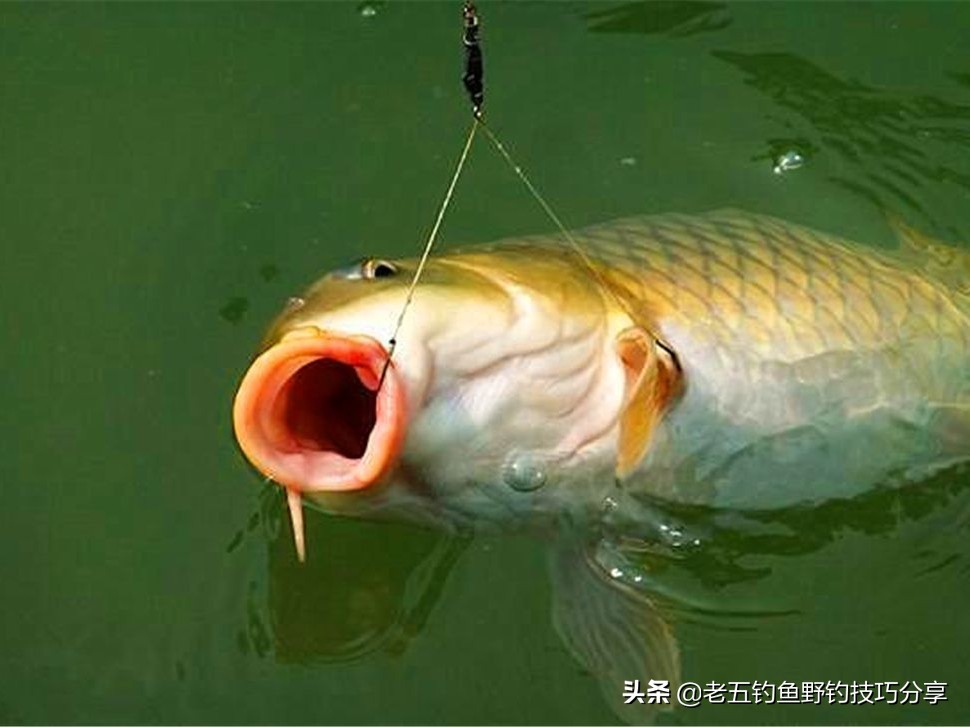 鲤鱼很难钓吗视频,鲤鱼最难的做法