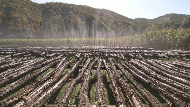 抚松县原始森林,吉林抚松森林