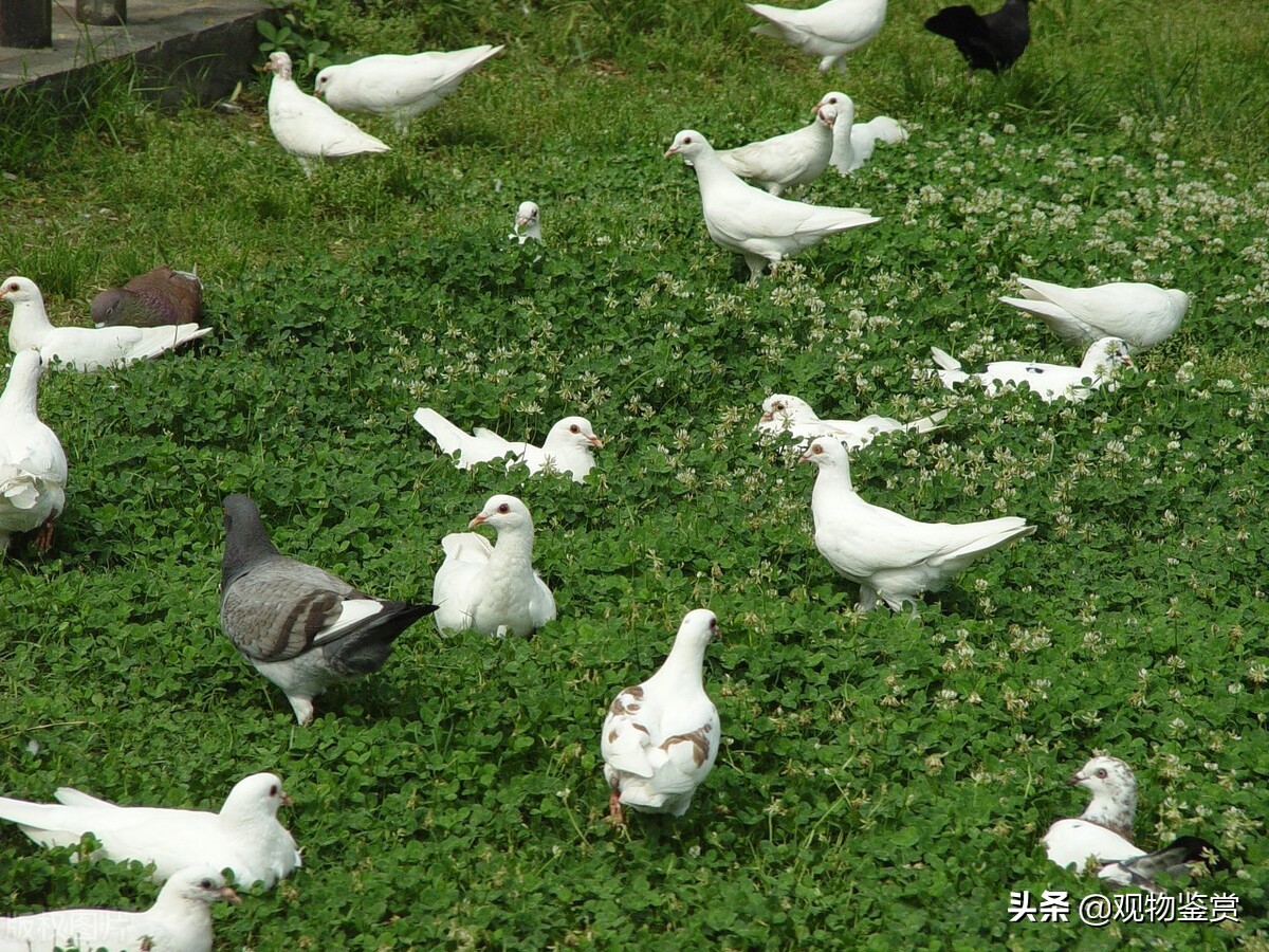鸽子在顶楼里会热死吗,鸽子夏天楼顶直晒会热死吗