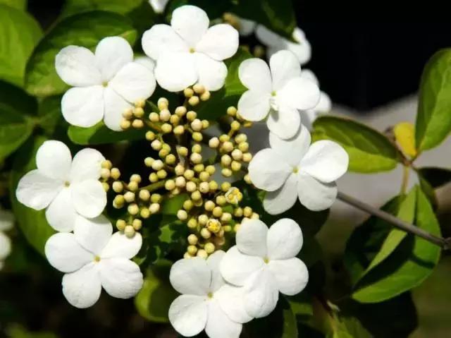 怎么培养花蝴蝶,培育蝴蝶小苗的方法