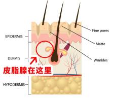 大腿毛孔粗大是什么原因造成的,汗毛孔粗大一般是什么原因