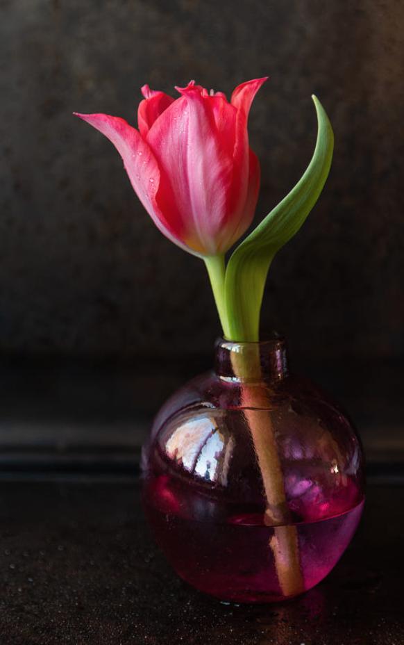 郁金香花茎下垂怎么补救,郁金香花歪了怎么扶正