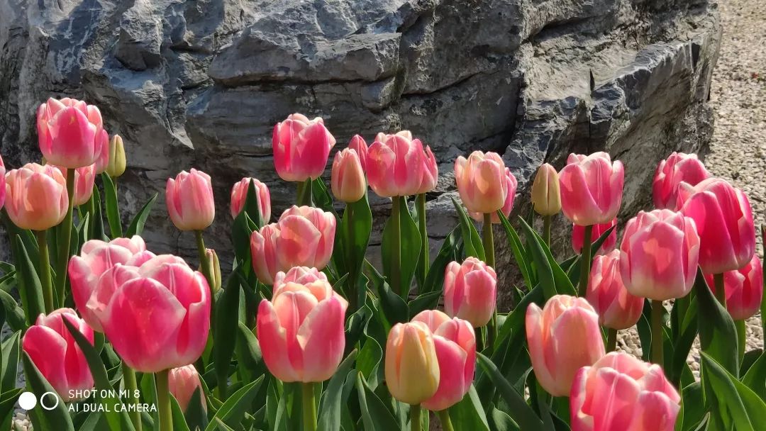 绍兴杭州湾海上花田100万郁金香等你来赏来赴一场春天的约会。