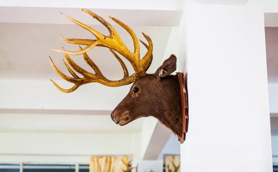 头像马和羊,头像马非马一样的动物