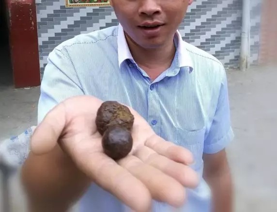 杀羊杀出来个羊宝有人收购吗,杀羊肚子里面有一个硬东西是什么