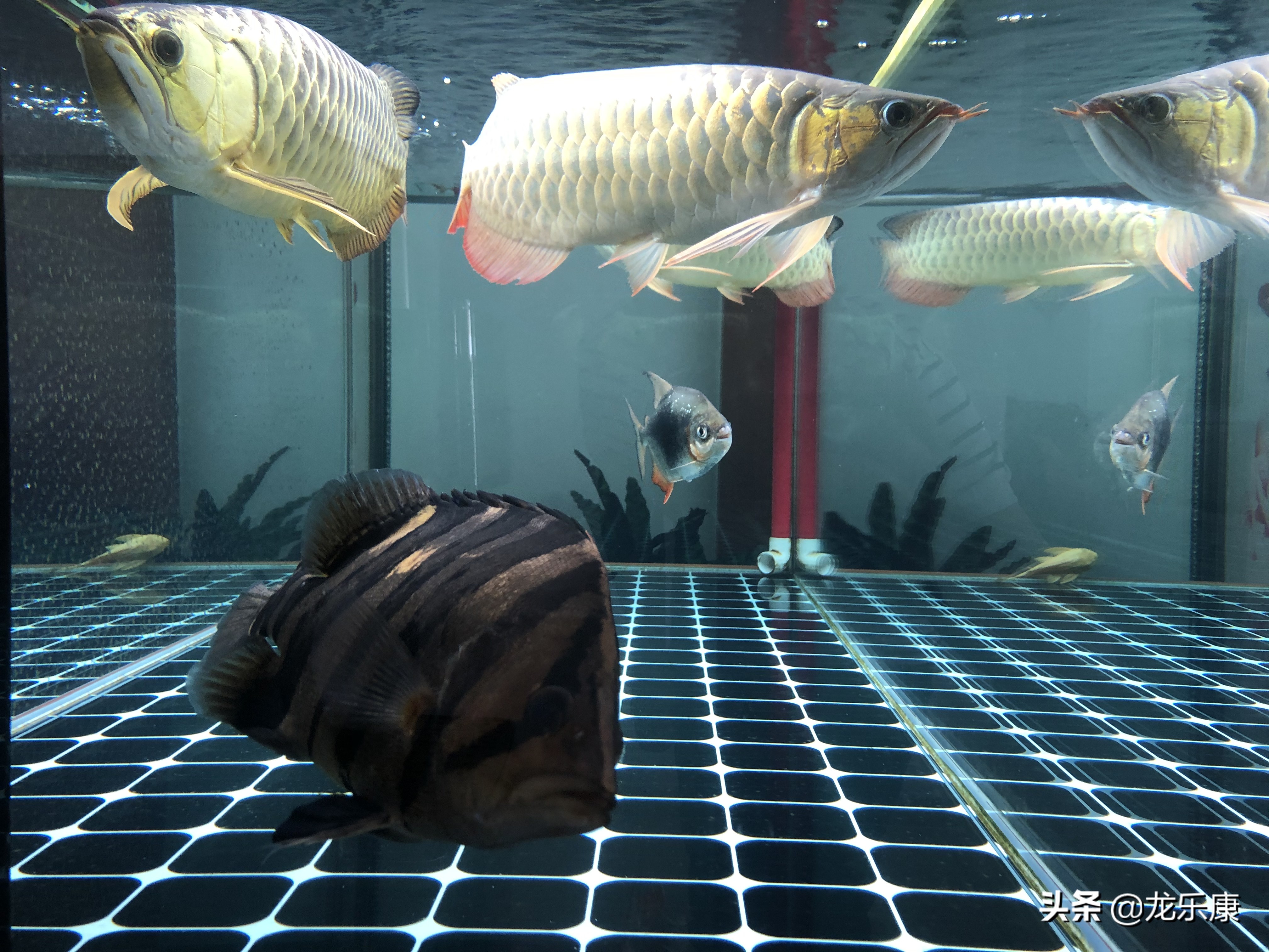 龙鱼拒食在缸里突然发疯一样乱窜,龙鱼混养打架受惊拒食怎么处理