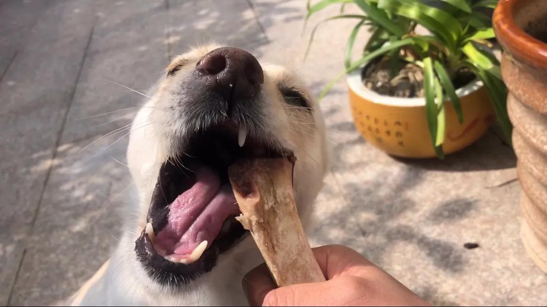 狗子得皮肤病原因,狗子得皮肤病怎么治