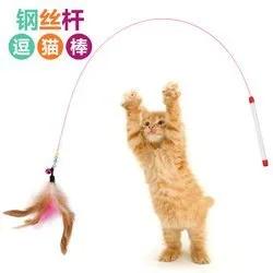 养宠干货|养猫，全方面知识值得一看