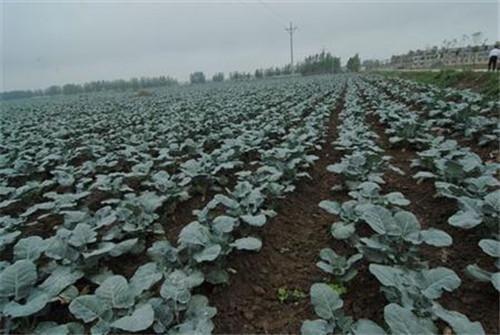 西兰花为什么只能种一次,西兰花什么时候种