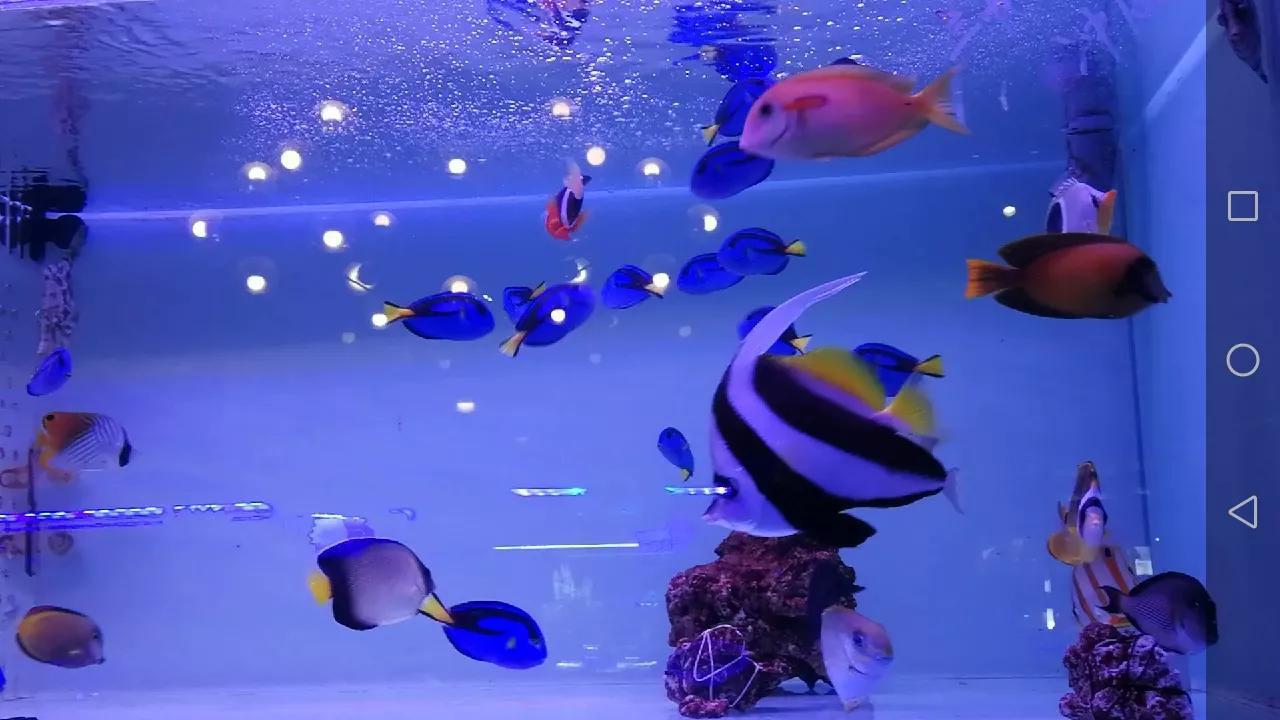 硝化系统崩溃鱼怎么补救,硝化系统崩溃鱼开始趴缸了