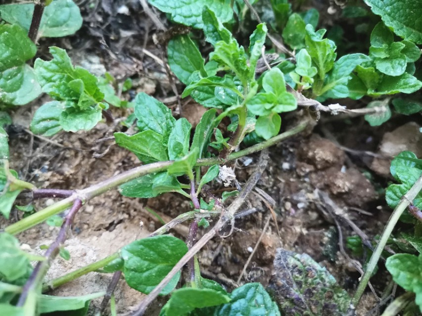 与薄荷相似的野菜,野薄荷野菜