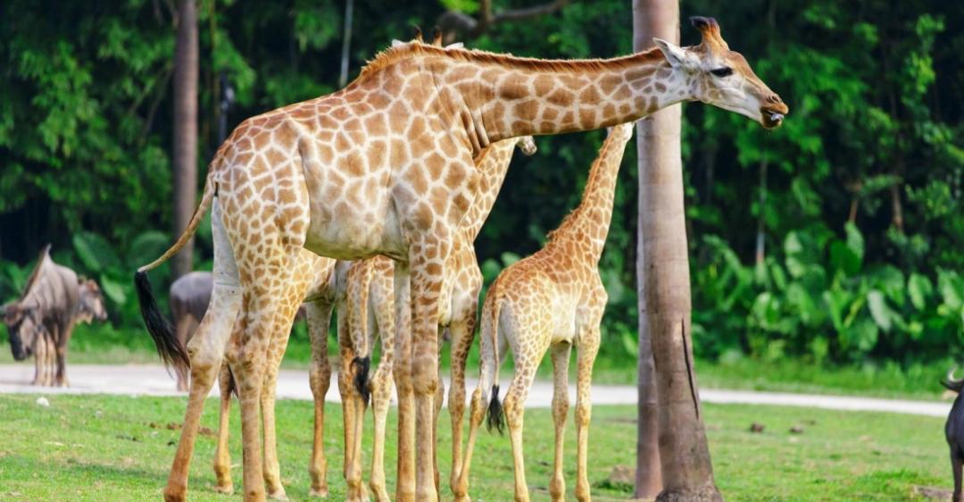 长隆野生动物世界暑假攻略,广州长隆野生动物园亲子一日游攻略