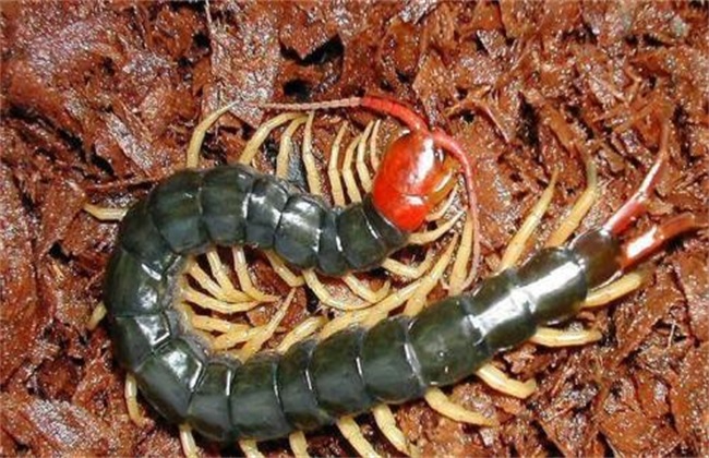 蜈蚣的养殖方法视频教程,蜈蚣养殖难点在哪里