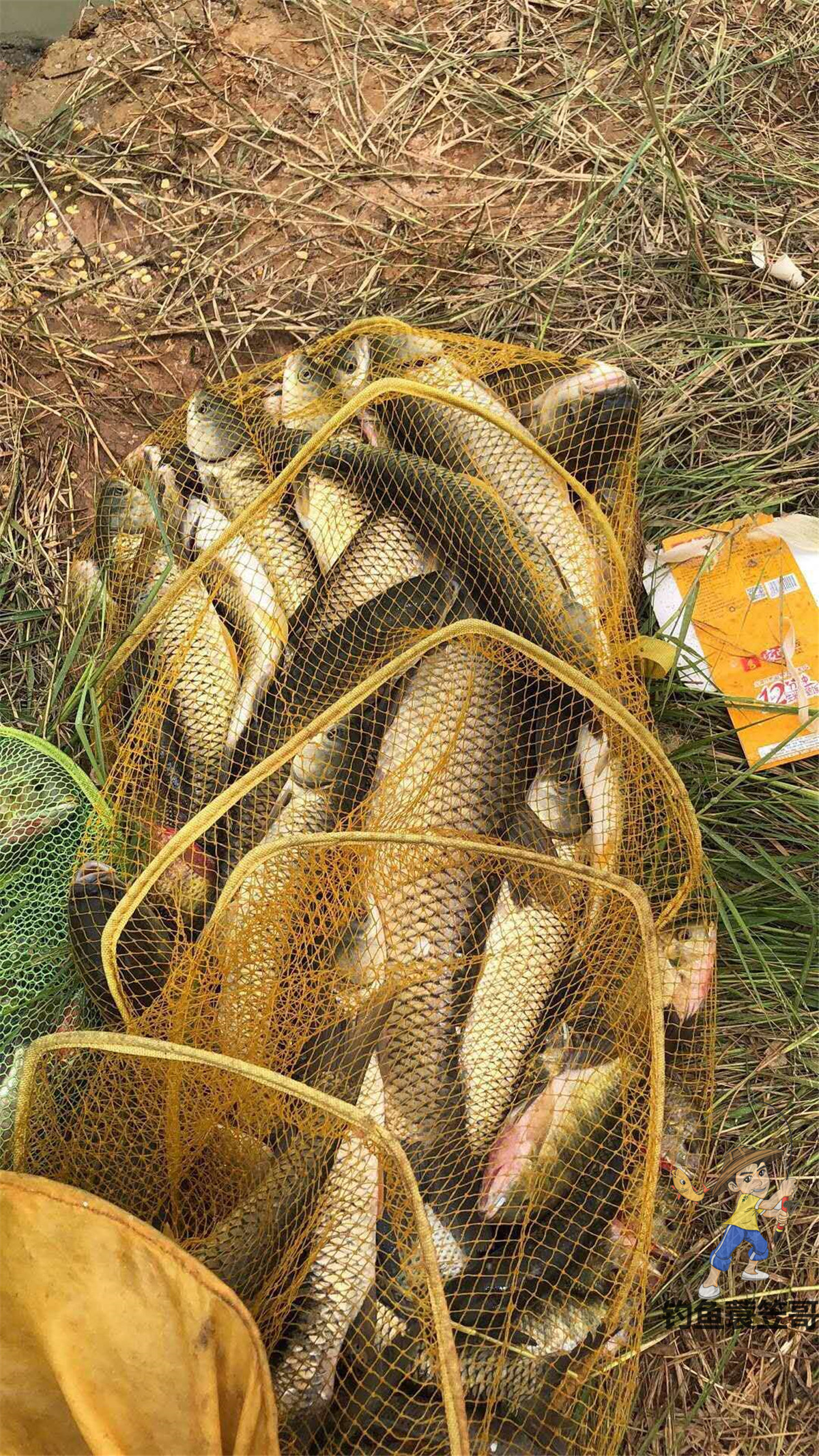 野钓颗粒怎么挂是正确的,颗粒钓挂法