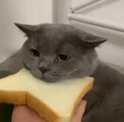 猫和老虎能杂交生育吗,猫和老虎可以生育吗