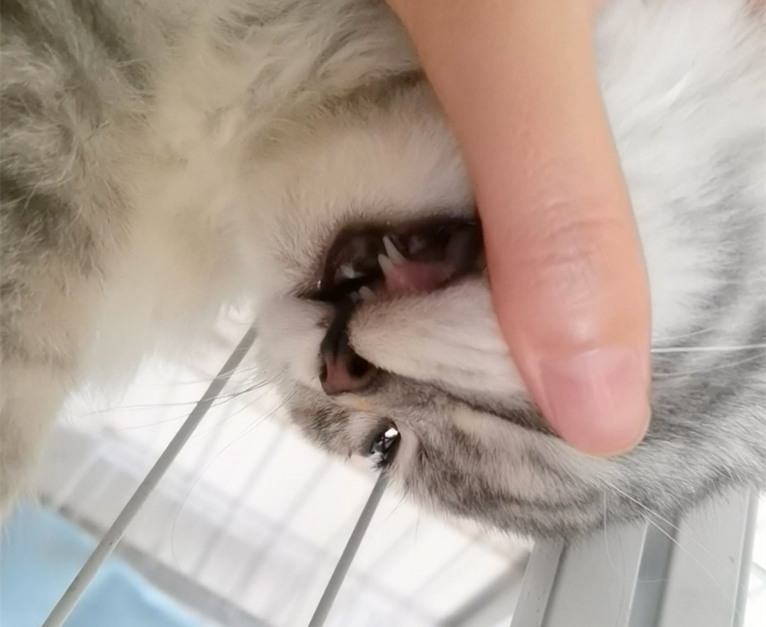 猫总是挠人咬人是什么意思,小奶猫总是咬人挠人怎么办