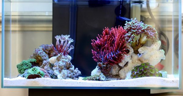 海缸活石入门基础知识,海缸入门基础知识